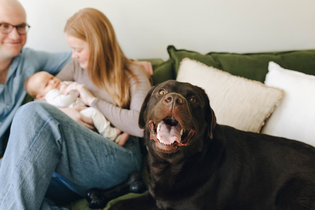 Dog included in newborn family photos in wilmington north carolina